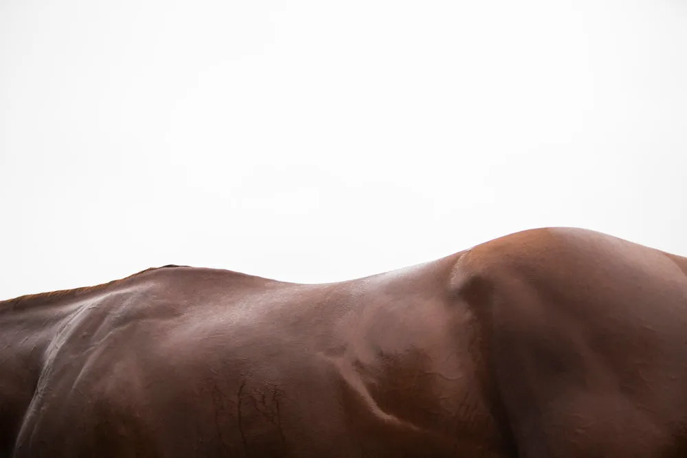 California Chrome 2